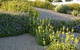 Jardin sur gravier, floraison des phlomis et scabieuses